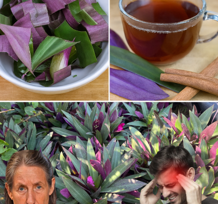 🌿 The Hidden Healing Power of Purple Maguey: Nature’s Secret for Vibrant Health 🌿 The Hidden Healing Power of Purple Maguey: Nature’s Secret for Vibrant Health