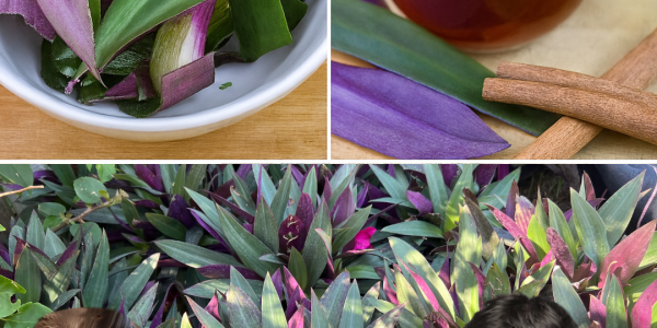 🌿 The Hidden Healing Power of Purple Maguey: Nature’s Secret for Vibrant Health 🌿 The Hidden Healing Power of Purple Maguey: Nature’s Secret for Vibrant Health
