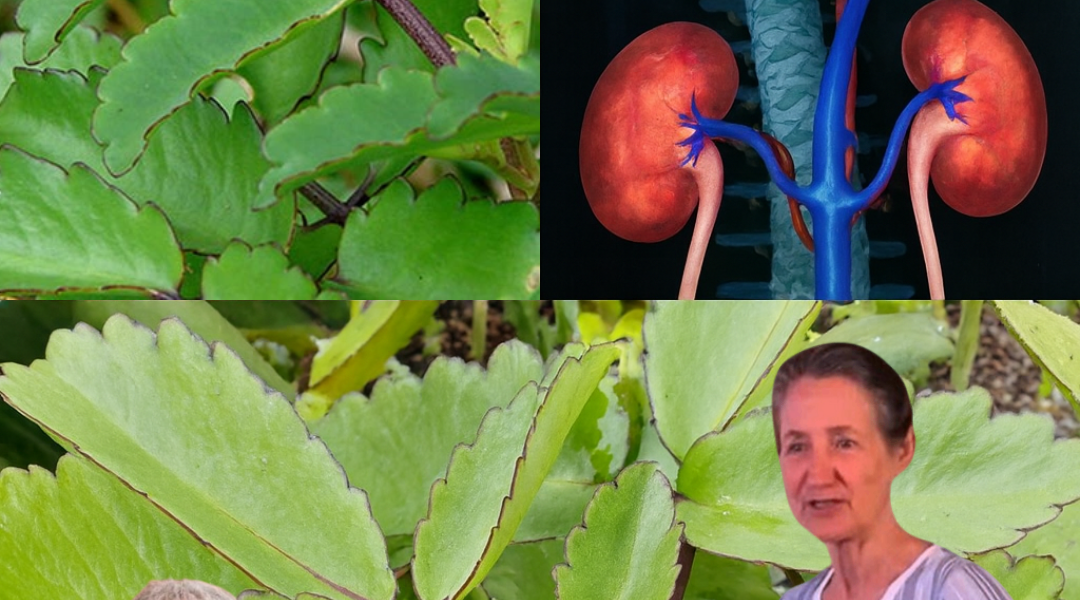 🌿 Kalanchoe Unveiled: 15 Astonishing Health Benefits and How to Harness Its Power 🌿 Kalanchoe Unveiled: 15 Astonishing Health Benefits and How to Harness Its Power