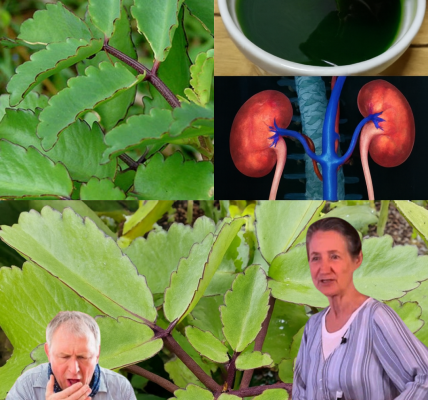 đż Kalanchoe Unveiled: 15 Astonishing Health Benefits and How to Harness Its Power đż Kalanchoe Unveiled: 15 Astonishing Health Benefits and How to Harness Its Power