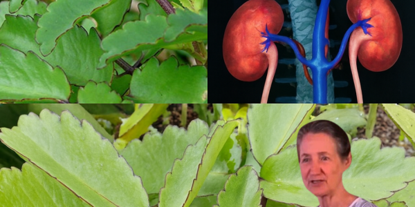 🌿 Kalanchoe Unveiled: 15 Astonishing Health Benefits and How to Harness Its Power