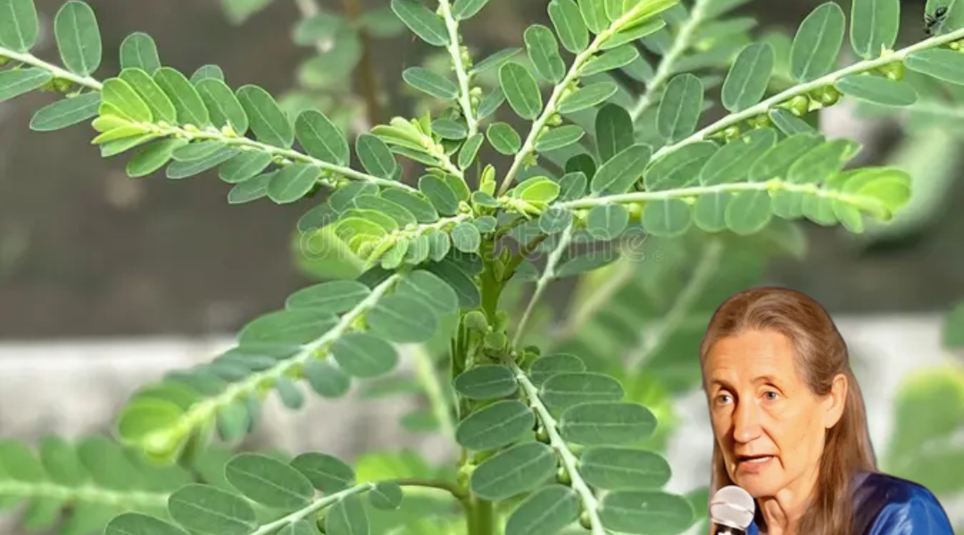🌿 The Tiny Plant with Mighty Powers: Unlock the Secrets of Phyllanthus Niruri 🌿 The Tiny Plant with Mighty Powers: Unlock the Secrets of Phyllanthus Niruri