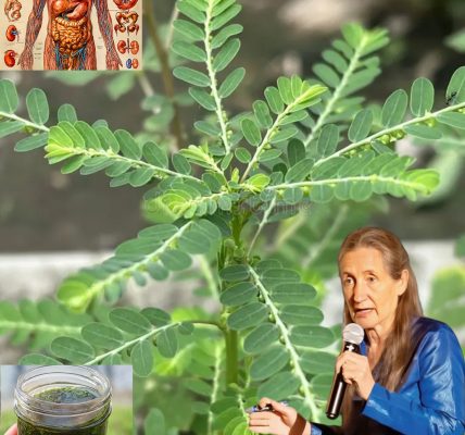 🌿 The Tiny Plant with Mighty Powers: Unlock the Secrets of Phyllanthus Niruri 🌿 The Tiny Plant with Mighty Powers: Unlock the Secrets of Phyllanthus Niruri