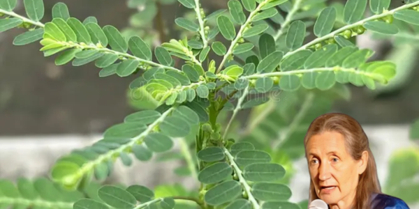 šæ The Tiny Plant with Mighty Powers: Unlock the Secrets of Phyllanthus Niruri šæ The Tiny Plant with Mighty Powers: Unlock the Secrets of Phyllanthus Niruri