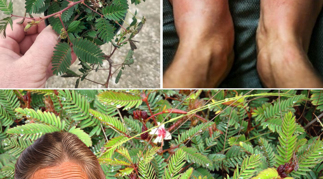 Unlock the Magic of Mimosa Pudica: 10 Transformative Health Benefits Await Unlock the Magic of Mimosa Pudica: 10 Transformative Health Benefits Await