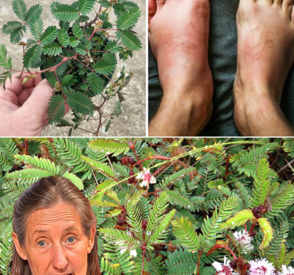 Unlock the Magic of Mimosa Pudica: 10 Transformative Health Benefits Await Unlock the Magic of Mimosa Pudica: 10 Transformative Health Benefits Await