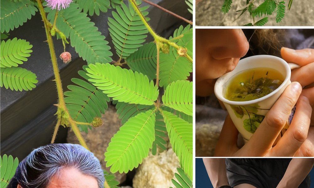 šæ Unlock the Secrets of Mimosa Pudica Tea: A Journey into Natureās Touch-Me-Not Elixir šæ Unlock the Secrets of Mimosa Pudica Tea: A Journey into Natureās Touch-Me-Not Elixir