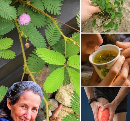 šæ Unlock the Secrets of Mimosa Pudica Tea: A Journey into Natureās Touch-Me-Not Elixir šæ Unlock the Secrets of Mimosa Pudica Tea: A Journey into Natureās Touch-Me-Not Elixir