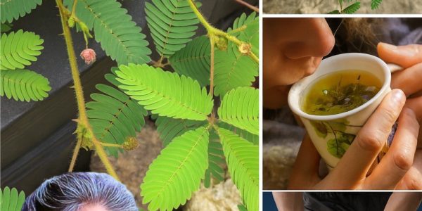 🌿 Unlock the Secrets of Mimosa Pudica Tea: A Journey into Nature’s Touch-Me-Not Elixir