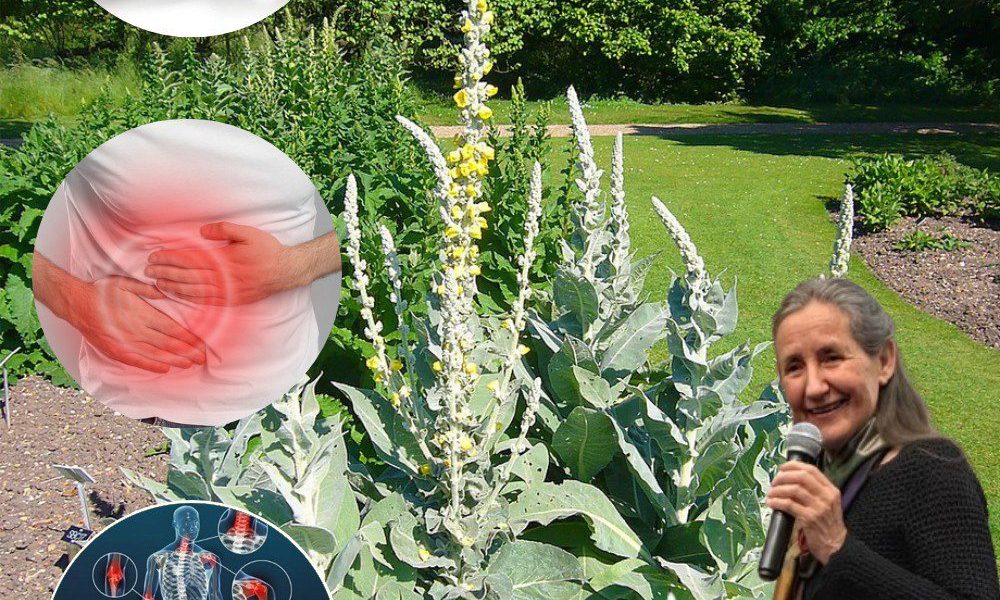 🌿 The Secret Power of Common Mullein: 10 Transformative Benefits of Nature’s Overlooked Herb