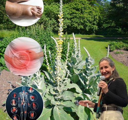 🌿 The Secret Power of Common Mullein: 10 Transformative Benefits of Nature’s Overlooked Herb 🌿 The Secret Power of Common Mullein: 10 Transformative Benefits of Nature’s Overlooked Herb