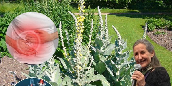 🌿 The Secret Power of Common Mullein: 10 Transformative Benefits of Nature’s Overlooked Herb