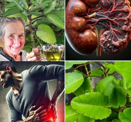 Bryophyllum Calycinum (Kalanchoe Pinnata): The “Miracle Leaf” with Remarkable Natural Benefits Bryophyllum Calycinum (Kalanchoe Pinnata): The “Miracle Leaf” with Remarkable Natural Benefits