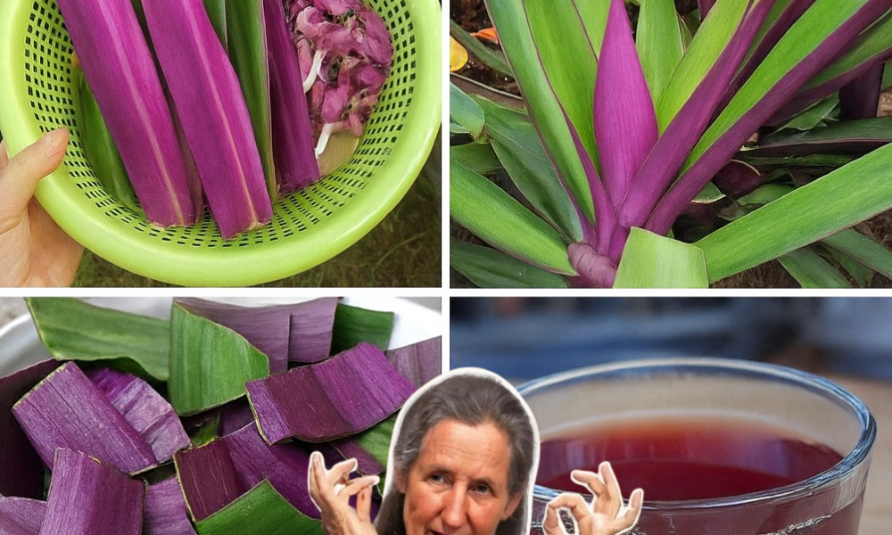 🌿 Unveil the Hidden Power of Purple Maguey: Nature’s Vibrant Secret to Wellness 🌿 Unveil the Hidden Power of Purple Maguey: Nature’s Vibrant Secret to Wellness