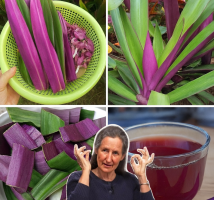 🌿 Unveil the Hidden Power of Purple Maguey: Nature’s Vibrant Secret to Wellness 🌿 Unveil the Hidden Power of Purple Maguey: Nature’s Vibrant Secret to Wellness