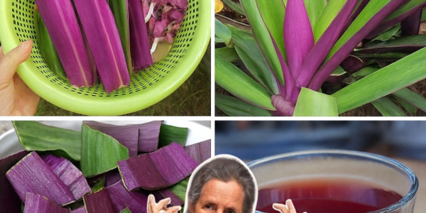 🌿 Unveil the Hidden Power of Purple Maguey: Nature’s Vibrant Secret to Wellness 🌿 Unveil the Hidden Power of Purple Maguey: Nature’s Vibrant Secret to Wellness