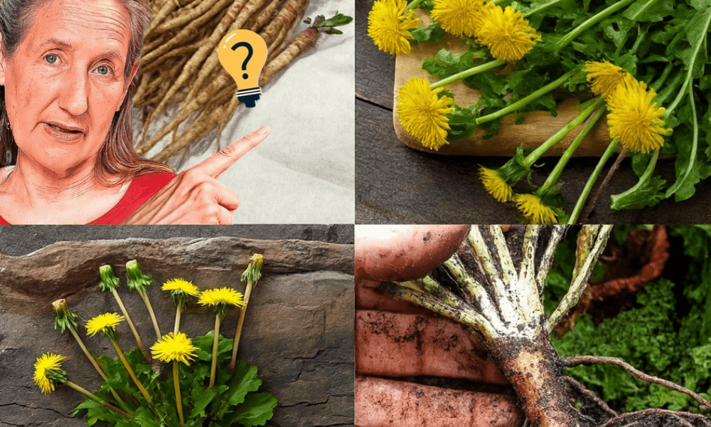 šæ Unlock the Hidden Power of Dandelion Root: Natureās Secret Superfood šæ Unlock the Hidden Power of Dandelion Root: Natureās Secret Superfood