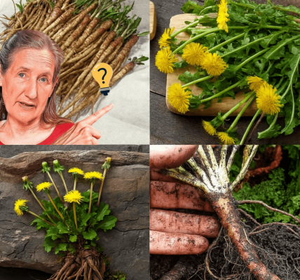 🌿 Unlock the Hidden Power of Dandelion Root: Nature’s Secret Superfood 🌿 Unlock the Hidden Power of Dandelion Root: Nature’s Secret Superfood