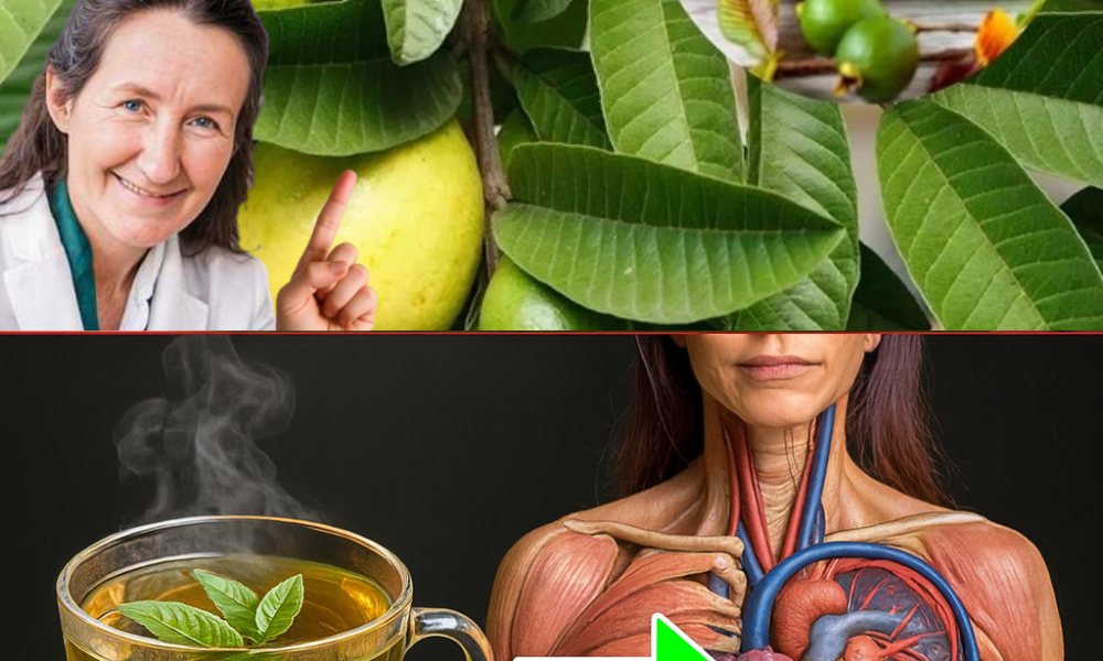 🌿 The Hidden Elixir in Your Garden: 19 Astonishing Benefits of Guava Leaves Tea 🌿 The Hidden Elixir in Your Garden: 19 Astonishing Benefits of Guava Leaves Tea