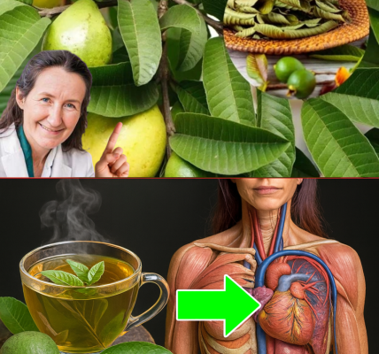 🌿 The Hidden Elixir in Your Garden: 19 Astonishing Benefits of Guava Leaves Tea 🌿 The Hidden Elixir in Your Garden: 19 Astonishing Benefits of Guava Leaves Tea