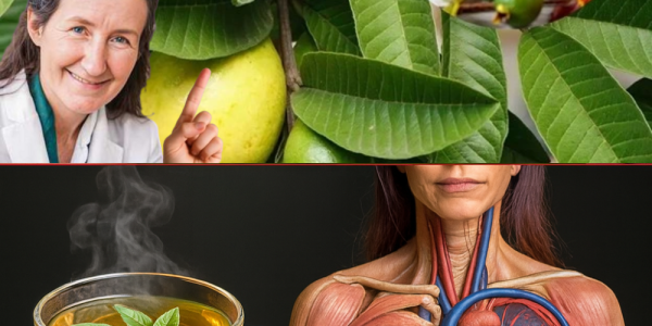 🌿 The Hidden Elixir in Your Garden: 19 Astonishing Benefits of Guava Leaves Tea