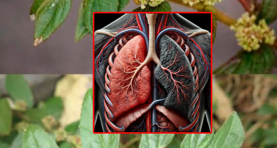 Euphorbia Hirta: A Miraculous Herb with Multifaceted Health Benefits