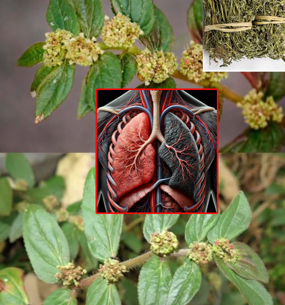 Euphorbia Hirta: A Miraculous Herb with Multifaceted Health Benefits Euphorbia Hirta: A Miraculous Herb with Multifaceted Health Benefits