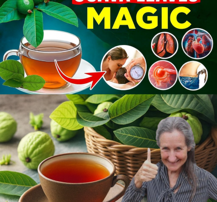 12 Surprising Ways Guava Leaves Can Transform Your Health Naturally 12 Surprising Ways Guava Leaves Can Transform Your Health Naturally