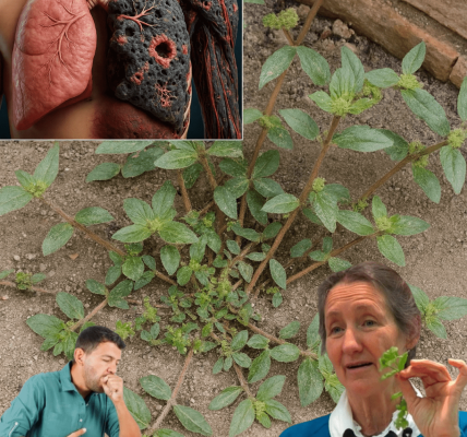 Euphorbia Hirta: Nature’s Secret Weapon for Respiratory Relief and Holistic Healing Euphorbia Hirta: Nature’s Secret Weapon for Respiratory Relief and Holistic Healing