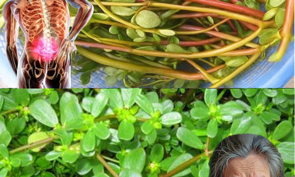 š± The Unsung Superfood in Your Yard: Unveiling Purslaneās Hidden Health Secrets š± The Unsung Superfood in Your Yard: Unveiling Purslaneās Hidden Health Secrets