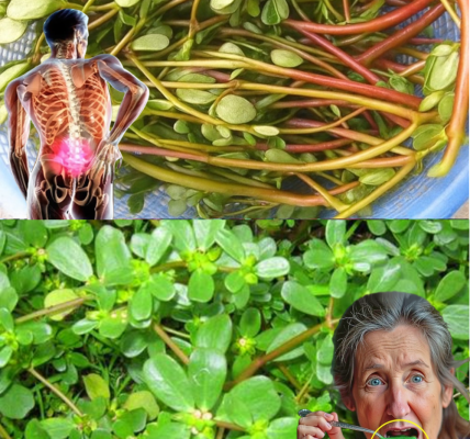 🌱 The Unsung Superfood in Your Yard: Unveiling Purslane’s Hidden Health Secrets 🌱 The Unsung Superfood in Your Yard: Unveiling Purslane’s Hidden Health Secrets