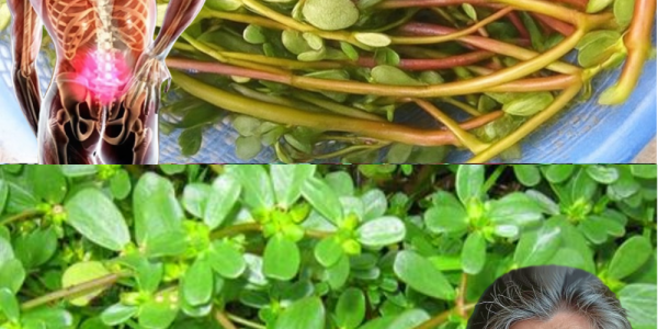 🌱 The Unsung Superfood in Your Yard: Unveiling Purslane’s Hidden Health Secrets 🌱 The Unsung Superfood in Your Yard: Unveiling Purslane’s Hidden Health Secrets