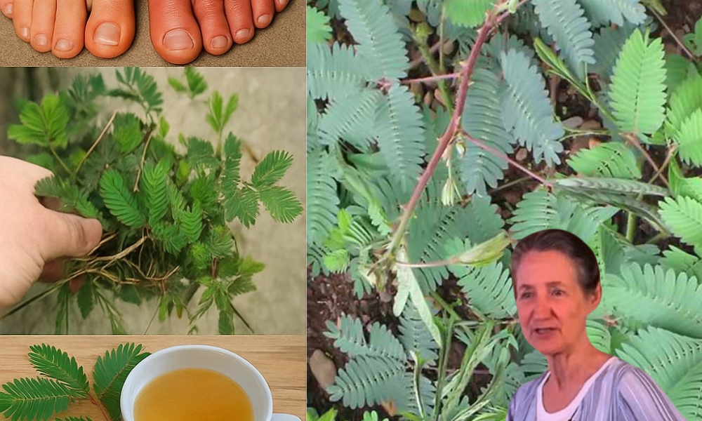 The Sensitive Plant’s Mystical Powers: 7 Enchanting Ways Mimosa Pudica Can Revolutionize Your Health The Sensitive Plant’s Mystical Powers: 7 Enchanting Ways Mimosa Pudica Can Revolutionize Your Health