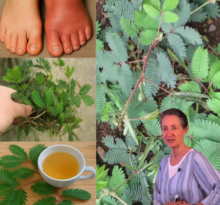 The Sensitive Plantās Mystical Powers: 7 Enchanting Ways Mimosa Pudica Can Revolutionize Your Health The Sensitive Plantās Mystical Powers: 7 Enchanting Ways Mimosa Pudica Can Revolutionize Your Health