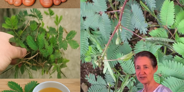 The Sensitive Plant’s Mystical Powers: 7 Enchanting Ways Mimosa Pudica Can Revolutionize Your Health