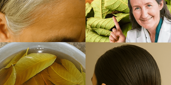 🌿 Unlock the Secret to Naturally Black Hair: The Magic of Guava Leaves 🌿 Unlock the Secret to Naturally Black Hair: The Magic of Guava Leaves