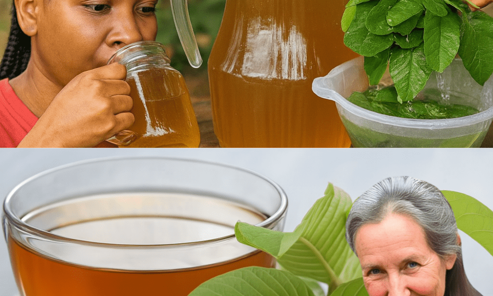 Unlock the Healing Power of Guava Leaf Tea: 9 Conditions It Can Transform Naturally 🍃 Unlock the Healing Power of Guava Leaf Tea: 9 Conditions It Can Transform Naturally 🍃