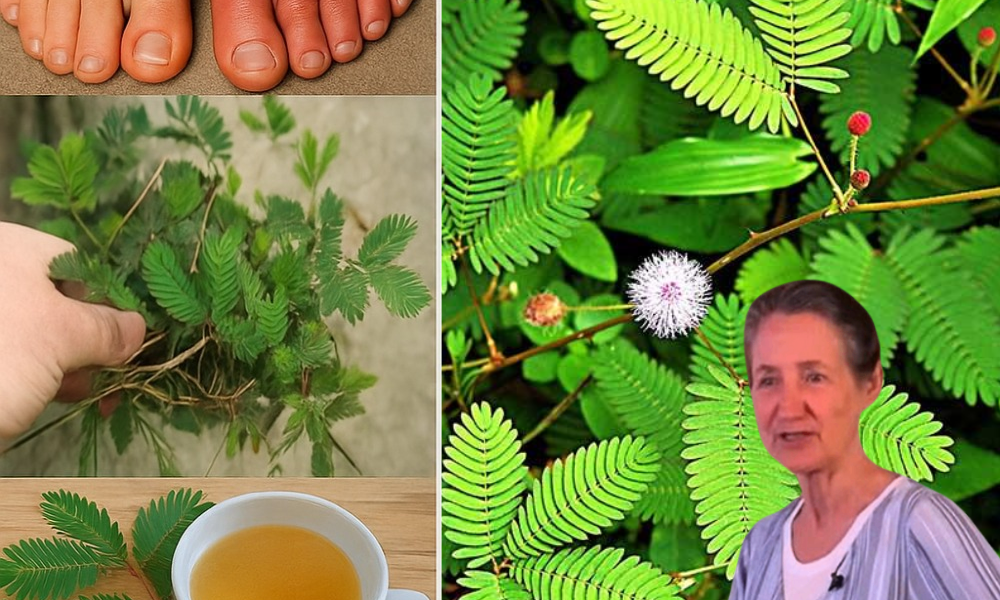 šæ Unraveling the Mystical Powers of Mimosa Pudica: Natureās Hidden Healer šæ Unraveling the Mystical Powers of Mimosa Pudica: Natureās Hidden Healer
