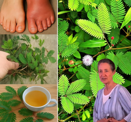 🌿 Unraveling the Mystical Powers of Mimosa Pudica: Nature’s Hidden Healer 🌿 Unraveling the Mystical Powers of Mimosa Pudica: Nature’s Hidden Healer