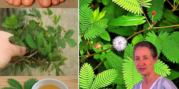 🌿 Unraveling the Mystical Powers of Mimosa Pudica: Nature’s Hidden Healer