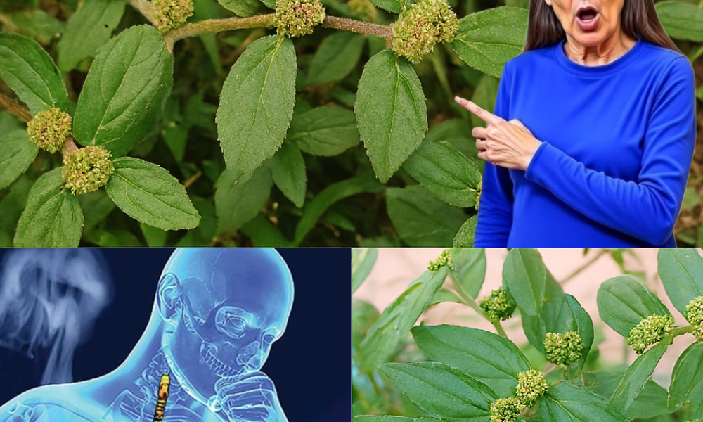 🌿 Discover the Hidden Gold in Your Backyard: Unveil the Power of Euphorbia Hirta 🌿 Discover the Hidden Gold in Your Backyard: Unveil the Power of Euphorbia Hirta