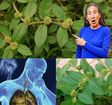 🌿 Discover the Hidden Gold in Your Backyard: Unveil the Power of Euphorbia Hirta 🌿 Discover the Hidden Gold in Your Backyard: Unveil the Power of Euphorbia Hirta