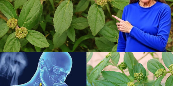 🌿 Discover the Hidden Gold in Your Backyard: Unveil the Power of Euphorbia Hirta