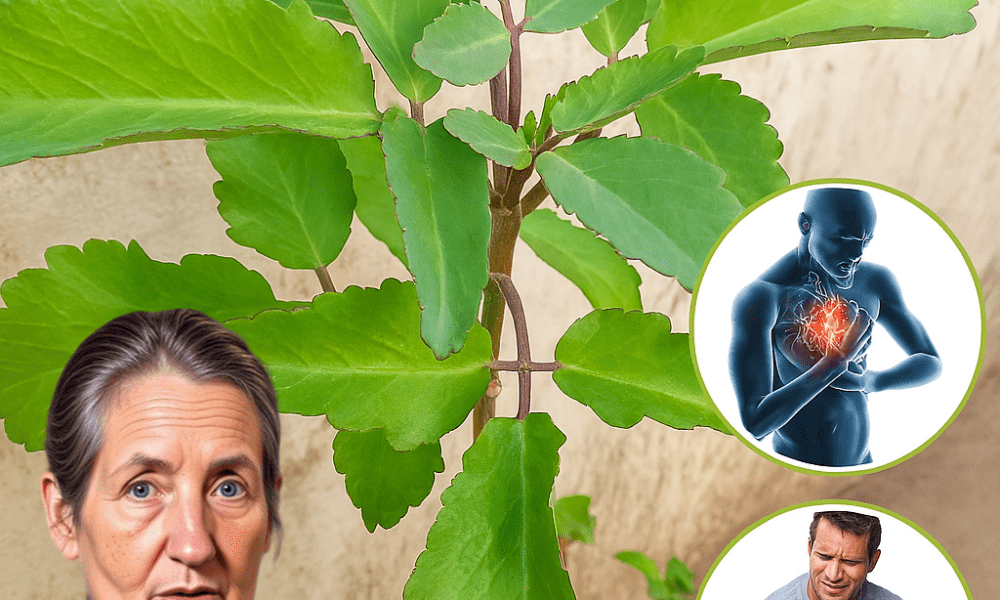 🌿 Bryophyllum Calycinum: The Miracle Leaf That Transforms Your Health and Wellness 🌿 Bryophyllum Calycinum: The Miracle Leaf That Transforms Your Health and Wellness