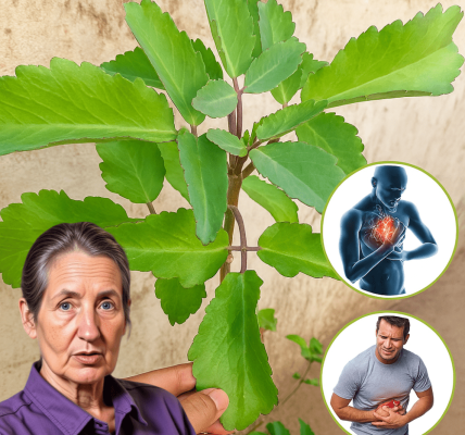 🌿 Bryophyllum Calycinum: The Miracle Leaf That Transforms Your Health and Wellness 🌿 Bryophyllum Calycinum: The Miracle Leaf That Transforms Your Health and Wellness