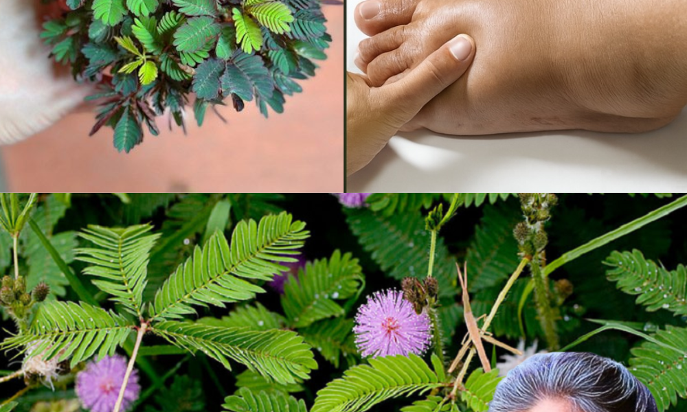 🌱 Discover the Hidden Magic of Mimosa Pudica: 10 Transformative Benefits That Will Change Your Life 🌱 Discover the Hidden Magic of Mimosa Pudica: 10 Transformative Benefits That Will Change Your Life