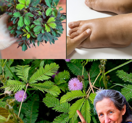 🌱 Discover the Hidden Magic of Mimosa Pudica: 10 Transformative Benefits That Will Change Your Life