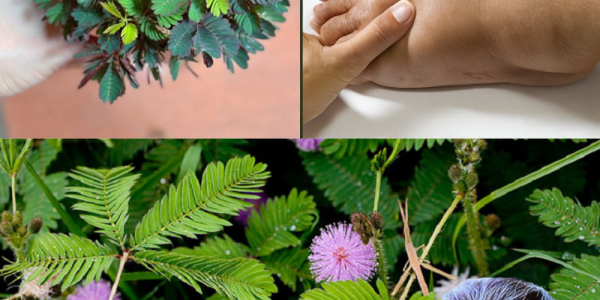 🌱 Discover the Hidden Magic of Mimosa Pudica: 10 Transformative Benefits That Will Change Your Life