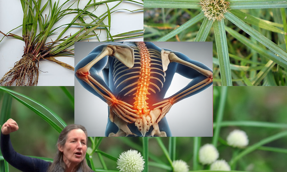 Unveiling the Power of Kyllinga brevifolia: Nature’s Hidden Wellness Gem Unveiling the Power of Kyllinga brevifolia: Nature’s Hidden Wellness Gem