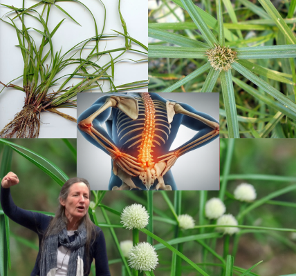 Unveiling the Power of Kyllinga brevifolia: Natureâs Hidden Wellness Gem Unveiling the Power of Kyllinga brevifolia: Natureâs Hidden Wellness Gem